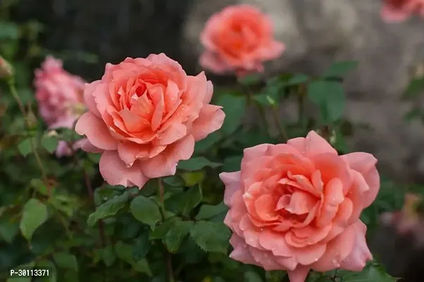 URAN Rose Plant