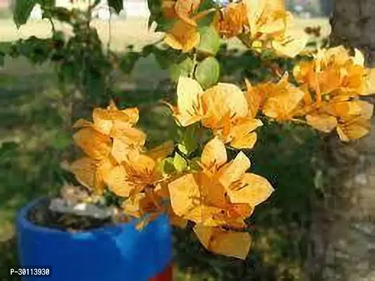 URAN Bougainvillea Plant-thumb0