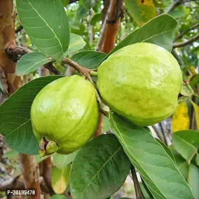 URAN Guava Plant-thumb0