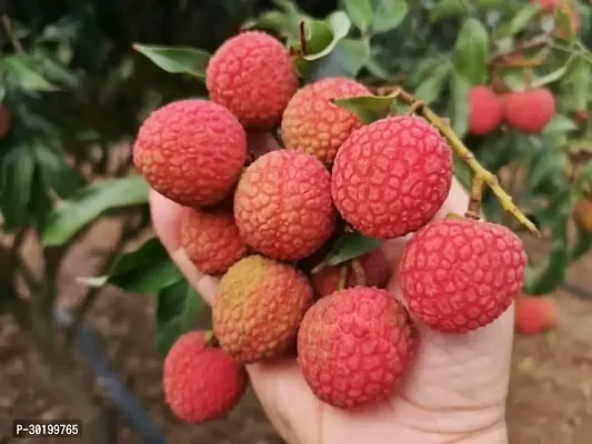 URAN Litchi Plant-thumb0