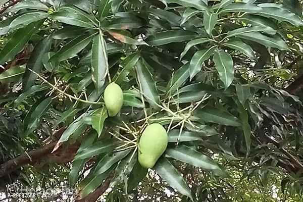 Mango Plant