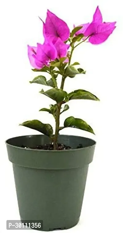 URAN Baugainvillea Plant-thumb0