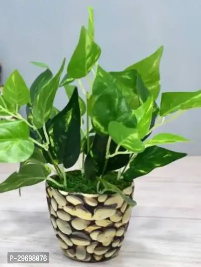 Money Plant