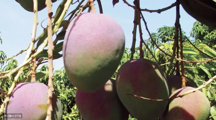 URAN Mango Plant