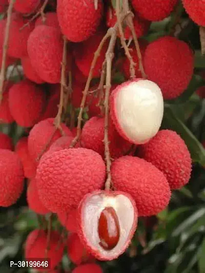 URAN Litchi Plant-thumb0