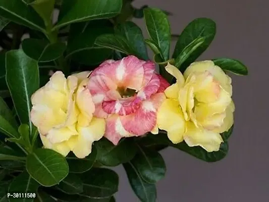 URAN Adenium Plant-thumb0