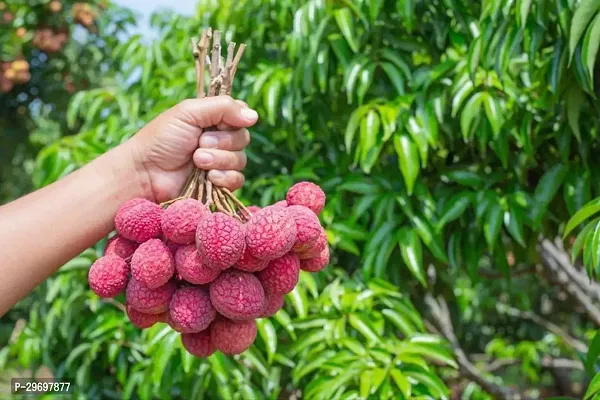 Litchi Plant-thumb0