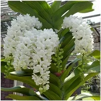 URAN Orchid Plant-thumb1