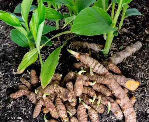 Turmeric Plant