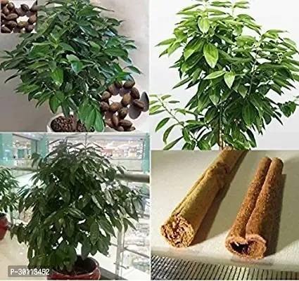 URAN Cinnamon Plant-thumb0