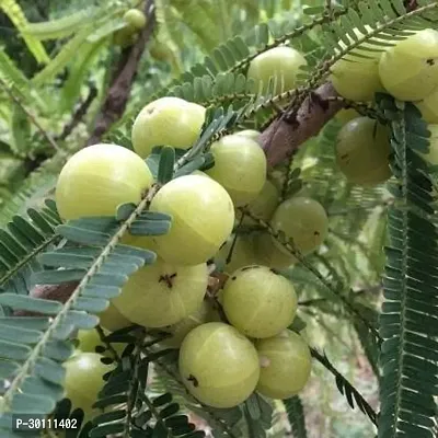 URAN Amla Plant-thumb0