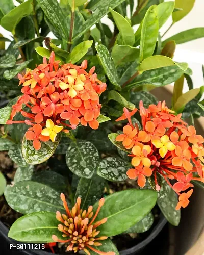 URAN Trothic Ixora/Chethi Plant-thumb0