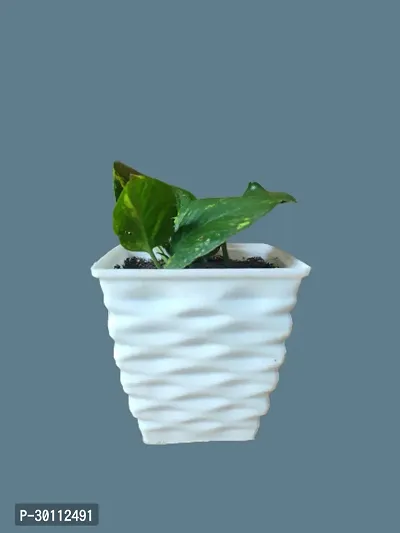 URAN Pothos Plant-thumb0