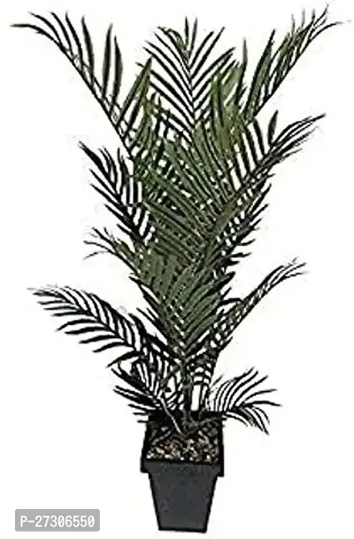 Areca PalmHybrid And GraftedEasy To Grow[AN1001][a441]-thumb0