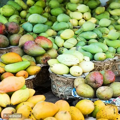 URAN Mango Plant-thumb0