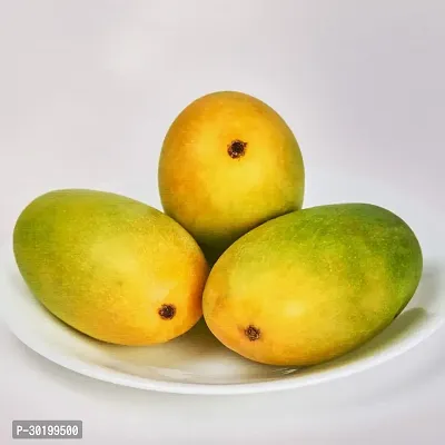 URAN Mango Plant-thumb0