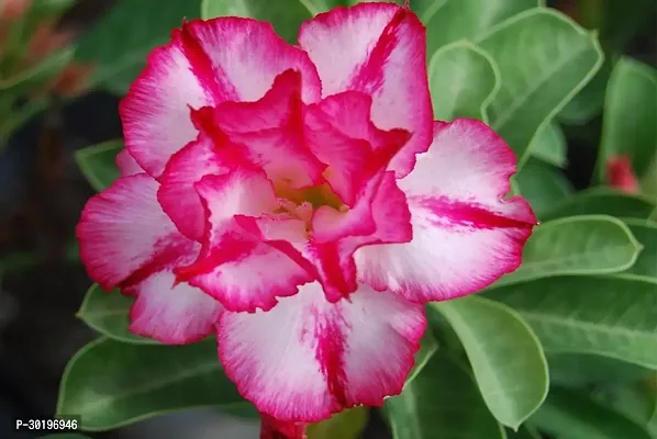 URAN  Adenium Plant-thumb0