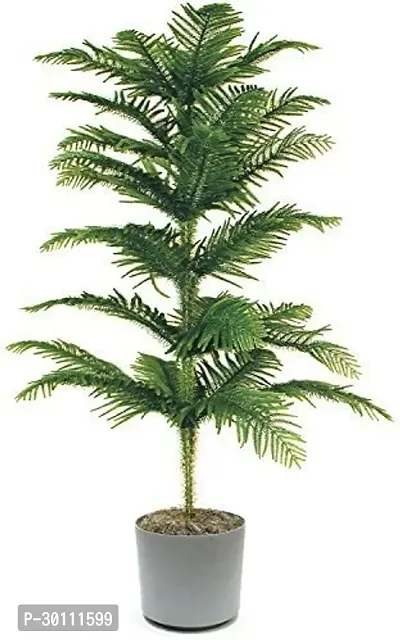 URAN ARAUCARIA PLANT-thumb0