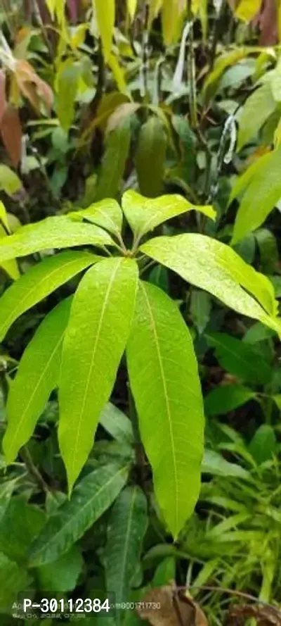 URAN Mango Plant