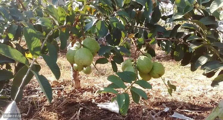 URAN Guava Plant-thumb0