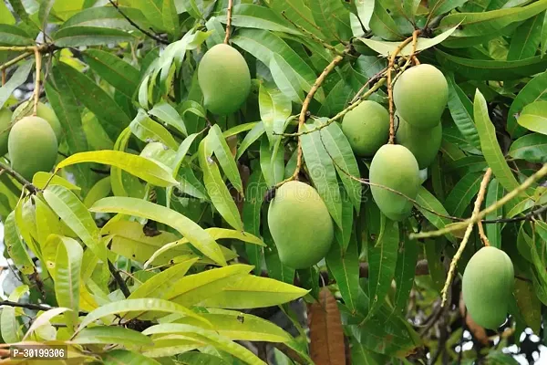 URAN Mango Plant-thumb0