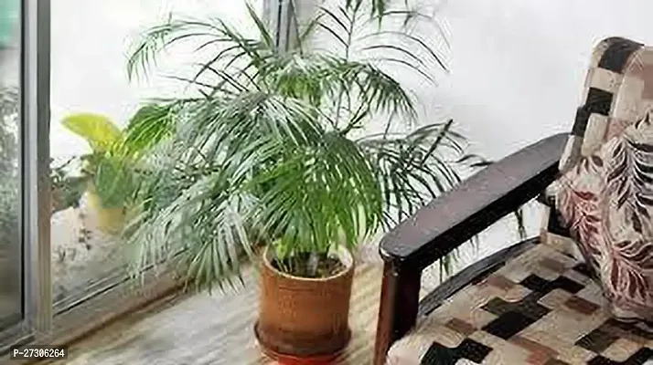 Areca PalmHybrid And GraftedEasy To Grow[AN1001][a159]-thumb0