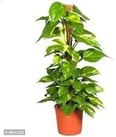 URAN Money Plant-thumb0