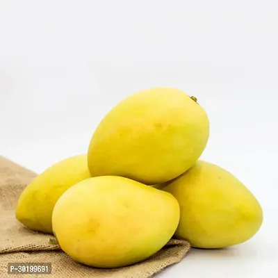 URAN Mango Plant-thumb0