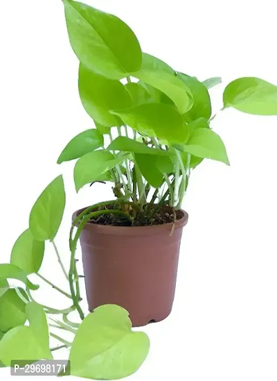 Money Plant