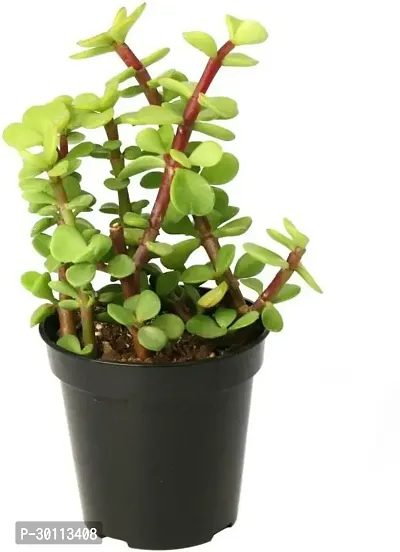 URAN Jade Plant-thumb0