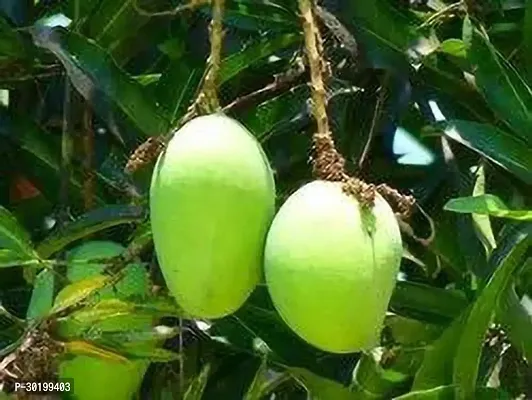 URAN Mango Plant-thumb0