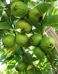 Guava PlantHybrid And Grafted Easy To Grow | Plant With Growing Bag| Plant Hight 1.5-1.111 Fit [S624]-thumb1