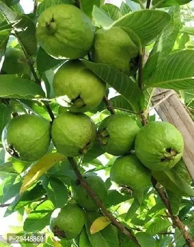 Guava PlantHybrid And Grafted Easy To Grow | Plant With Growing Bag| Plant Hight 1.5-1.111 Fit [S624]-thumb2