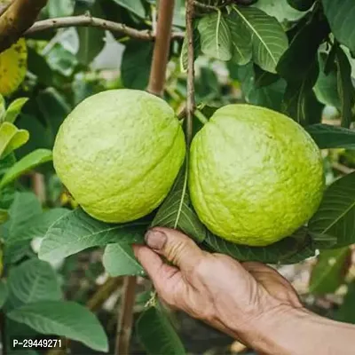 Guava PlantHybrid And Grafted Easy To Grow | Plant With Growing Bag| Plant Hight 1.5-1.429 Fit [S942]-thumb0