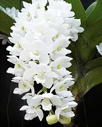 URAN Orchid Plant-thumb2