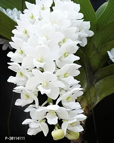 URAN Orchid Plant-thumb3