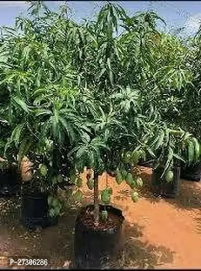 Mango PlantHybrid And GraftedEasy To Grow[AN1001][a181]-thumb0