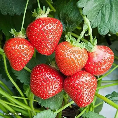 Strawberry Plant