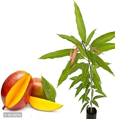 URAN Mango Plant-thumb0