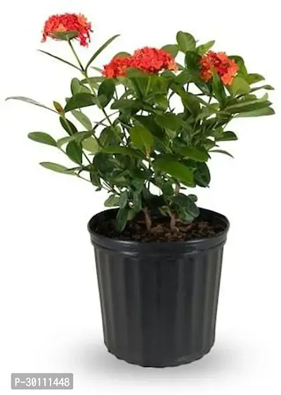 URAN Trothic Ixora/Chethi Plant-thumb0