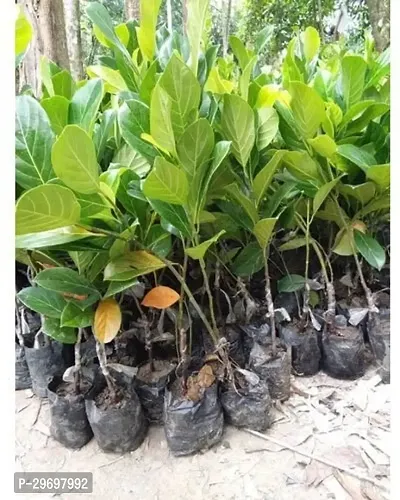 Jackfruit Plant-thumb2