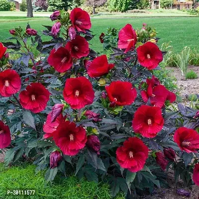 URAN Hibiscus Plant