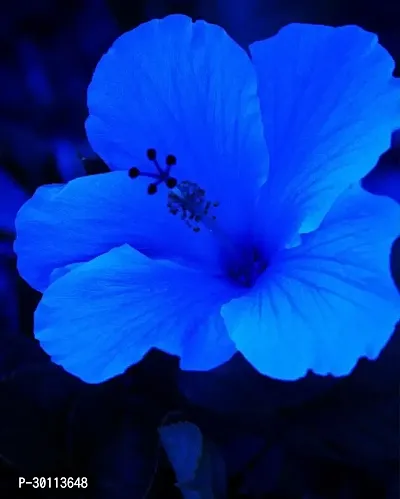 URAN Hibiscus Plant-thumb0