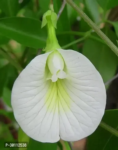 URAN Aparajita/ Butterfly Pea Plant-thumb0