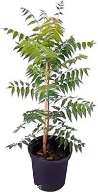 URAN Neem Plant-thumb1