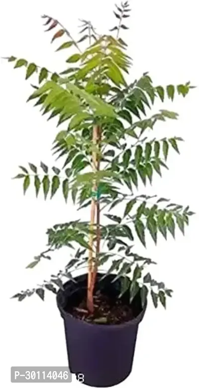 URAN Neem Plant-thumb2