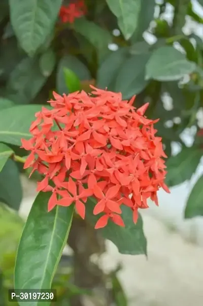 URAN  Trothic Ixora/Chethi Plant