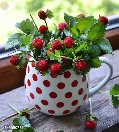 Strawberry Plant