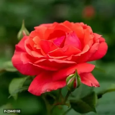 Rose PlantHybrid And Grafted Easy To Grow | Plant With Growing Bag| Plant Hight 1.5-1.327 Fit [S840]-thumb0