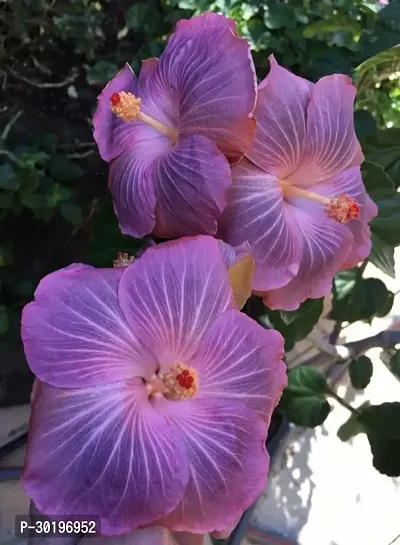 URAN  Hibiscus Plant